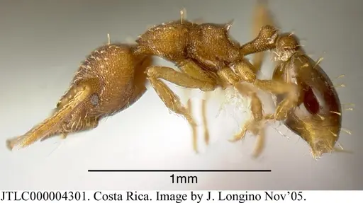 Strumigenys cascanteae specimen JTLC000004301 image jtlc000004301_5
