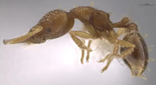 Strumigenys cascanteae specimen JTLC000004301 image jtlc000004301_6