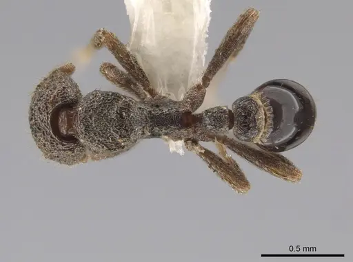 Strumigenys cassicuspis specimen CASENT0635218 image casent0635218_1