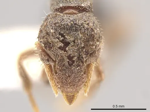 Strumigenys cassicuspis specimen CASENT0635218 image casent0635218_2