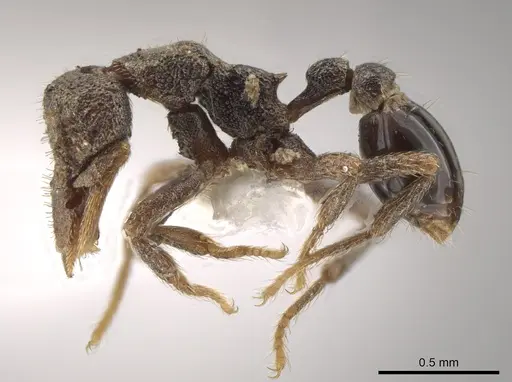 Strumigenys cassicuspis specimen CASENT0635218 image casent0635218_3