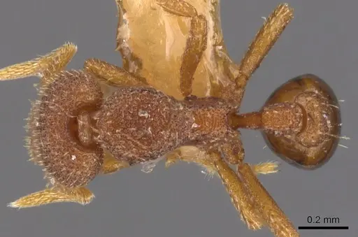 Strumigenys cassicuspis specimen CASENT0900220 image casent0900220_1