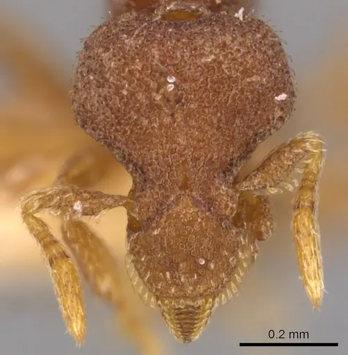 Strumigenys cassicuspis specimen CASENT0900220 image casent0900220_2