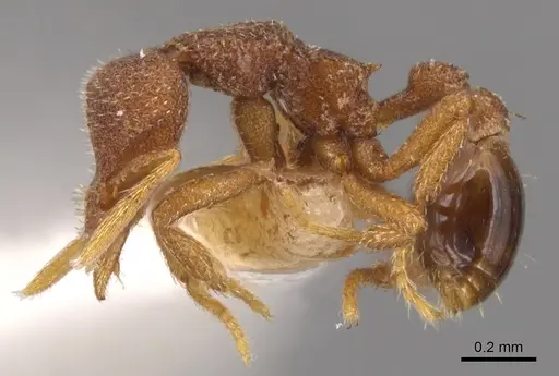 Strumigenys cassicuspis specimen CASENT0900220 image casent0900220_3