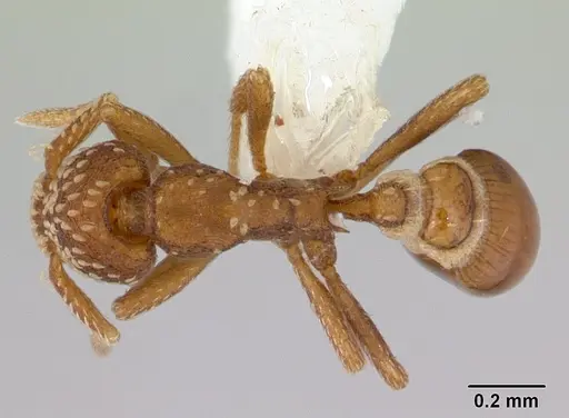 Strumigenys cavinasis specimen CASENT0178306 image casent0178306_1
