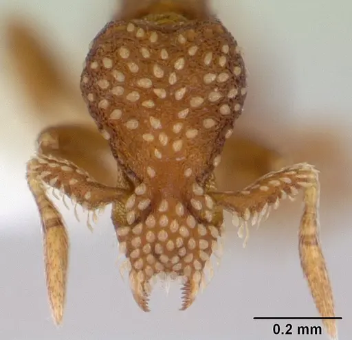 Strumigenys cavinasis specimen CASENT0178306 image casent0178306_2