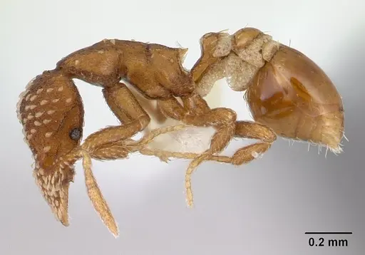 Strumigenys cavinasis specimen CASENT0178306 image casent0178306_3
