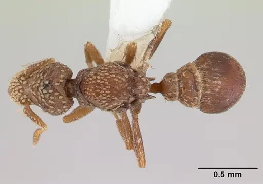 Strumigenys cavinasis specimen CASENT0178307 image casent0178307_1
