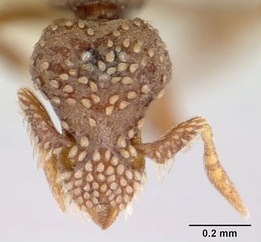 Strumigenys cavinasis specimen CASENT0178307 image casent0178307_2