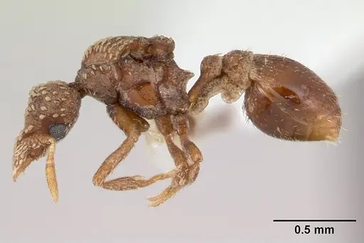 Strumigenys cavinasis specimen CASENT0178307 image casent0178307_3