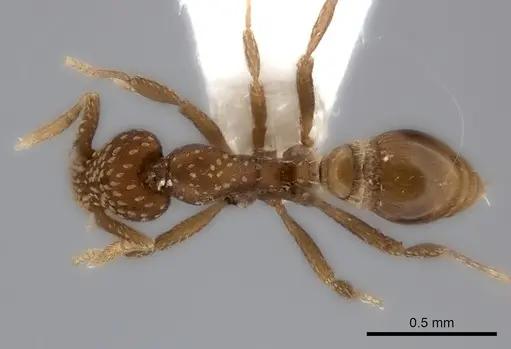 Strumigenys cavinasis specimen CASENT0217192 image casent0217192_1