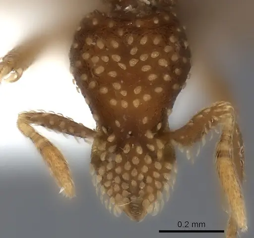 Strumigenys cavinasis specimen CASENT0217192 image casent0217192_2