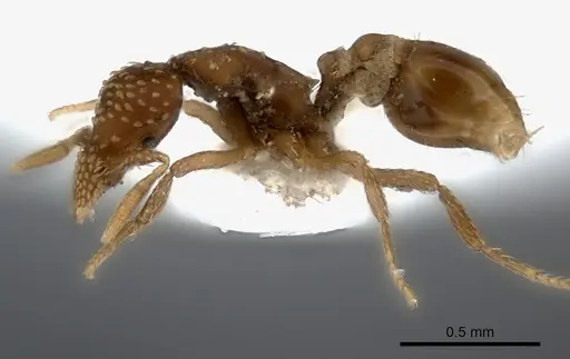 Strumigenys cavinasis specimen CASENT0217192 image casent0217192_3