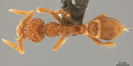 Strumigenys cavinasis specimen CASENT0358217 image casent0358217_1