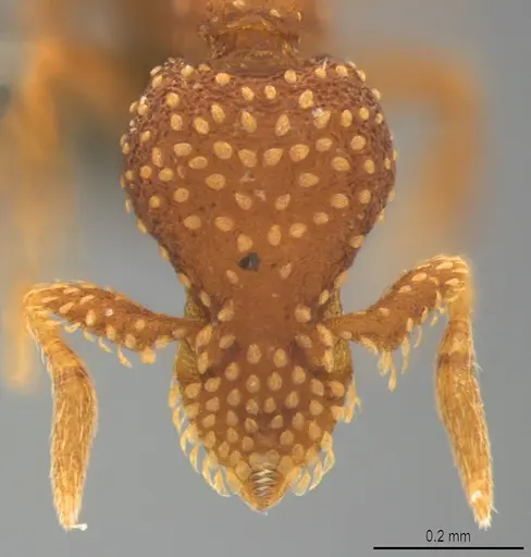Strumigenys cavinasis specimen CASENT0358217 image casent0358217_2