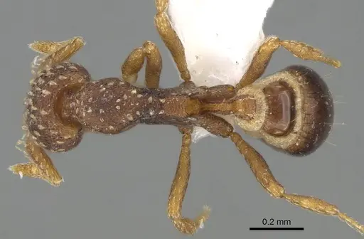 Strumigenys cavinasis specimen CASENT0747606 image casent0747606_1