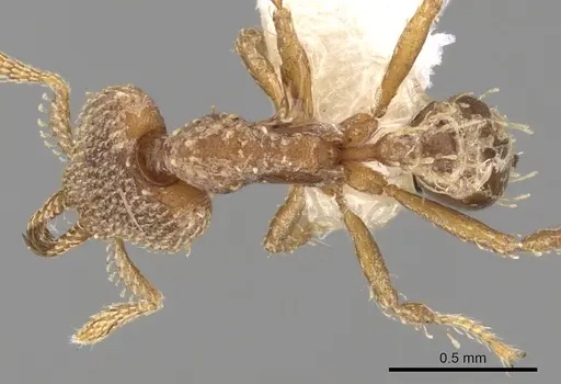 Strumigenys chapmani specimen CASENT0280732 image casent0280732_1