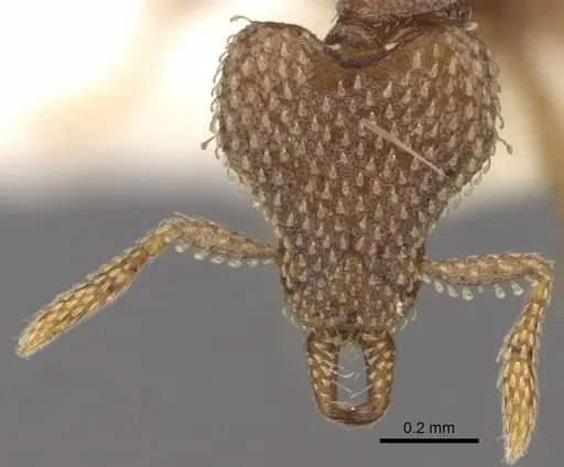 Strumigenys chapmani specimen CASENT0280732 image casent0280732_2