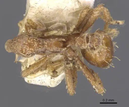 Strumigenys chapmani specimen CASENT0912852 image casent0912852_1