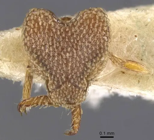 Strumigenys chapmani specimen CASENT0912852 image casent0912852_2