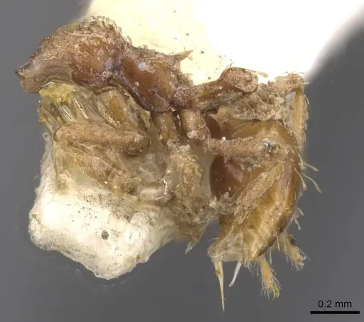 Strumigenys chapmani specimen CASENT0912852 image casent0912852_3
