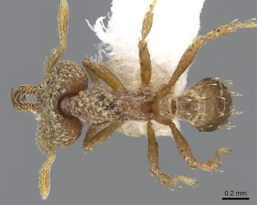 Strumigenys chapmani specimen CASENT0914785 image casent0914785_1