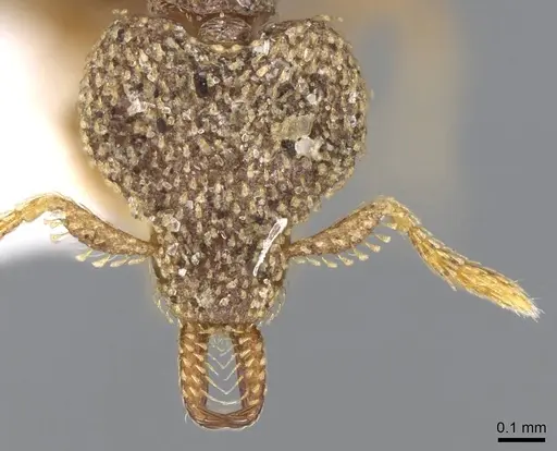 Strumigenys chapmani specimen CASENT0914785 image casent0914785_2