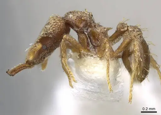 Strumigenys chapmani specimen CASENT0914785 image casent0914785_3