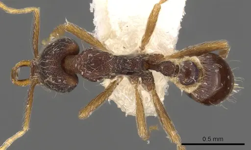 Strumigenys chareta specimen CASENT0900902 image casent0900902_1