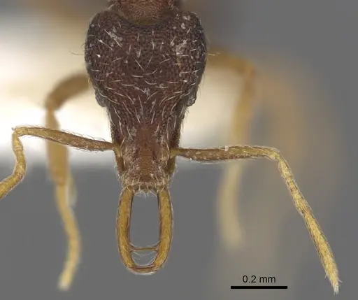 Strumigenys chareta specimen CASENT0900902 image casent0900902_2