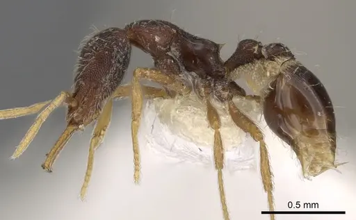 Strumigenys chareta specimen CASENT0900902 image casent0900902_3