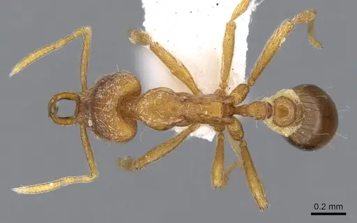 Strumigenys chareta specimen CASENT0914786 image casent0914786_1