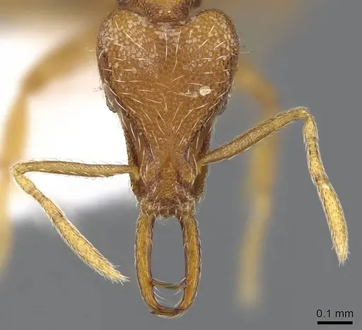 Strumigenys chareta specimen CASENT0914786 image casent0914786_2