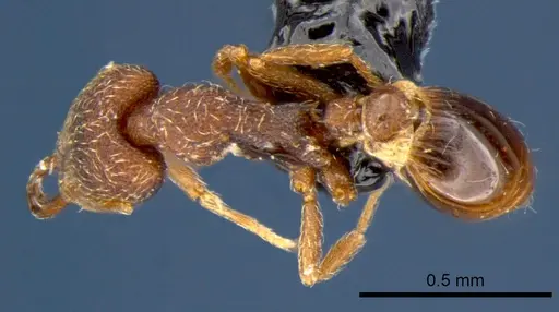 Strumigenys chareta specimen CSIRONC0171 image csironc0171_1