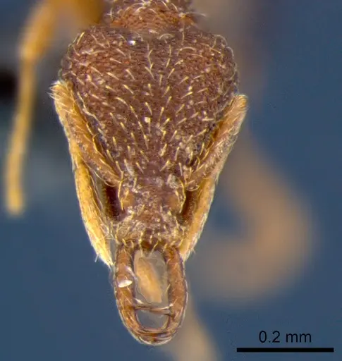 Strumigenys chareta specimen CSIRONC0171 image csironc0171_2