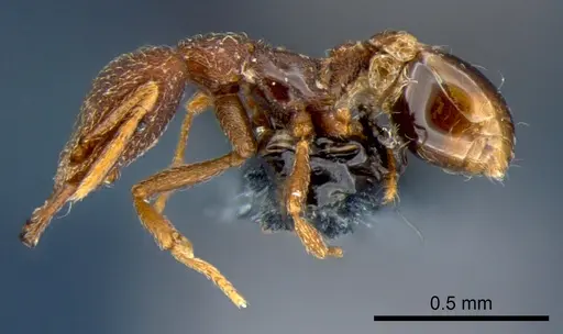 Strumigenys chareta specimen CSIRONC0171 image csironc0171_3