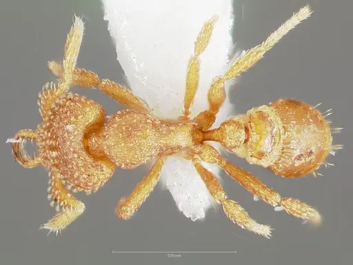 Strumigenys charino specimen CASENT0005506 image casent0005506_1