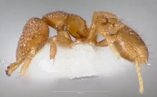 Strumigenys charino specimen CASENT0005506 image casent0005506_3