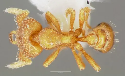 Strumigenys charino specimen CASENT0005507 image casent0005507_1