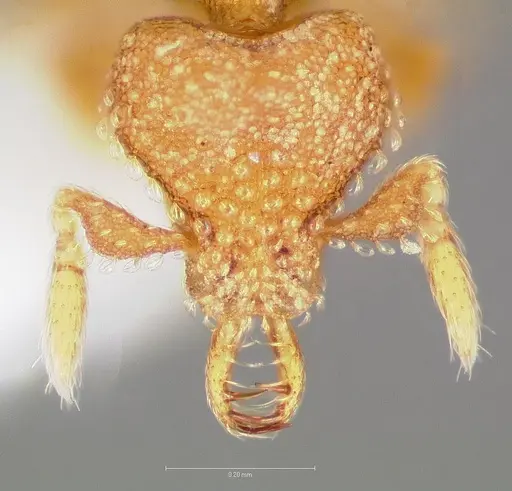 Strumigenys charino specimen CASENT0005507 image casent0005507_2