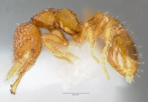 Strumigenys charino specimen CASENT0005507 image casent0005507_3