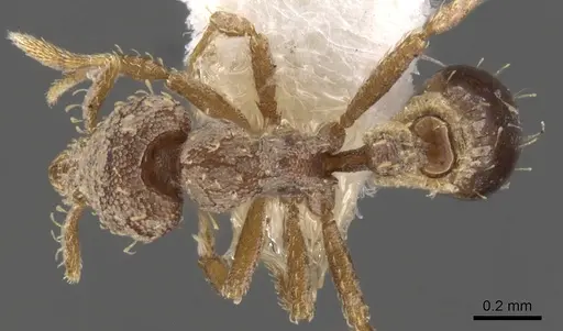 Strumigenys charino specimen CASENT0900114 image casent0900114_1