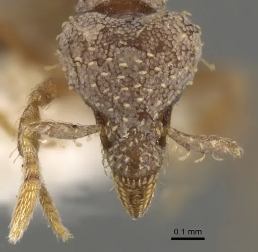 Strumigenys charino specimen CASENT0900114 image casent0900114_2