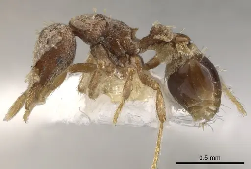 Strumigenys charino specimen CASENT0900114 image casent0900114_3