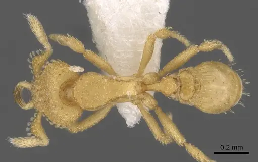 Strumigenys charino specimen CASENT0900644 image casent0900644_1