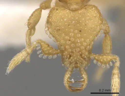 Strumigenys charino specimen CASENT0900644 image casent0900644_2