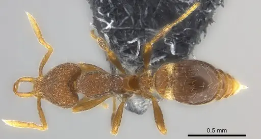 Strumigenys chernovi specimen CASENT0184914 image casent0184914_1