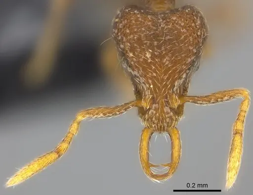 Strumigenys chernovi specimen CASENT0184914 image casent0184914_2
