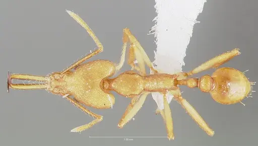 Strumigenys chilo specimen CASENT0005508 image casent0005508_1