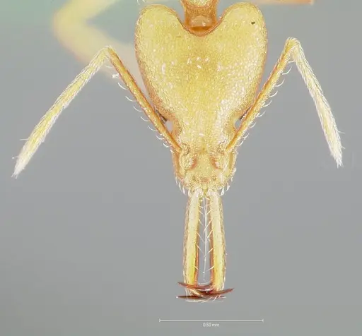 Strumigenys chilo specimen CASENT0005508 image casent0005508_2